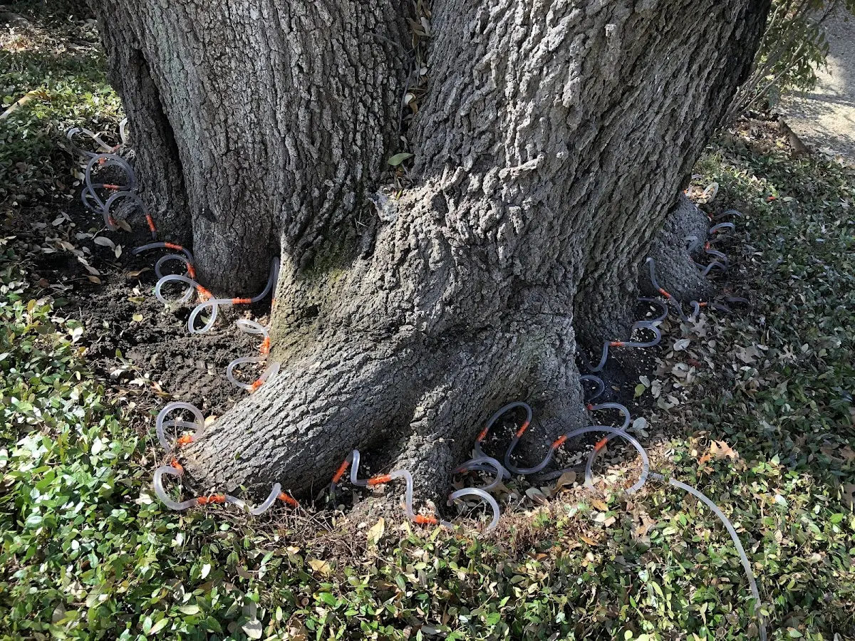 Detailed Tree Cabling and Bracing job site in Stevensville