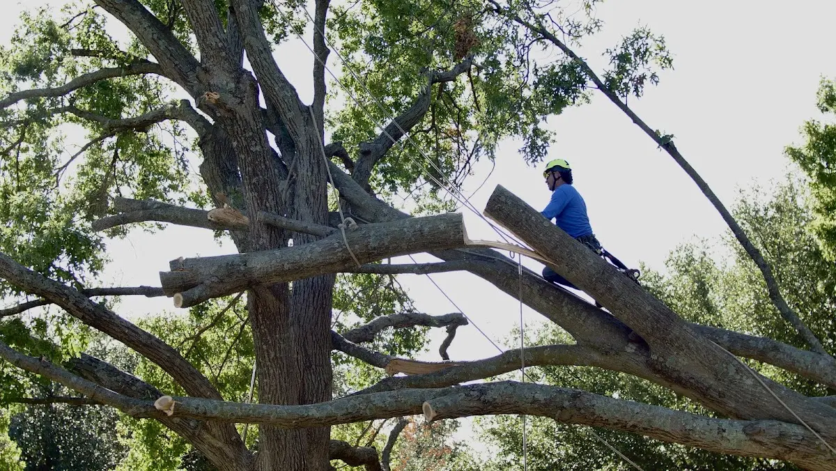 Professional Hazardous Tree Removal performed by certified arborists in Stevensville