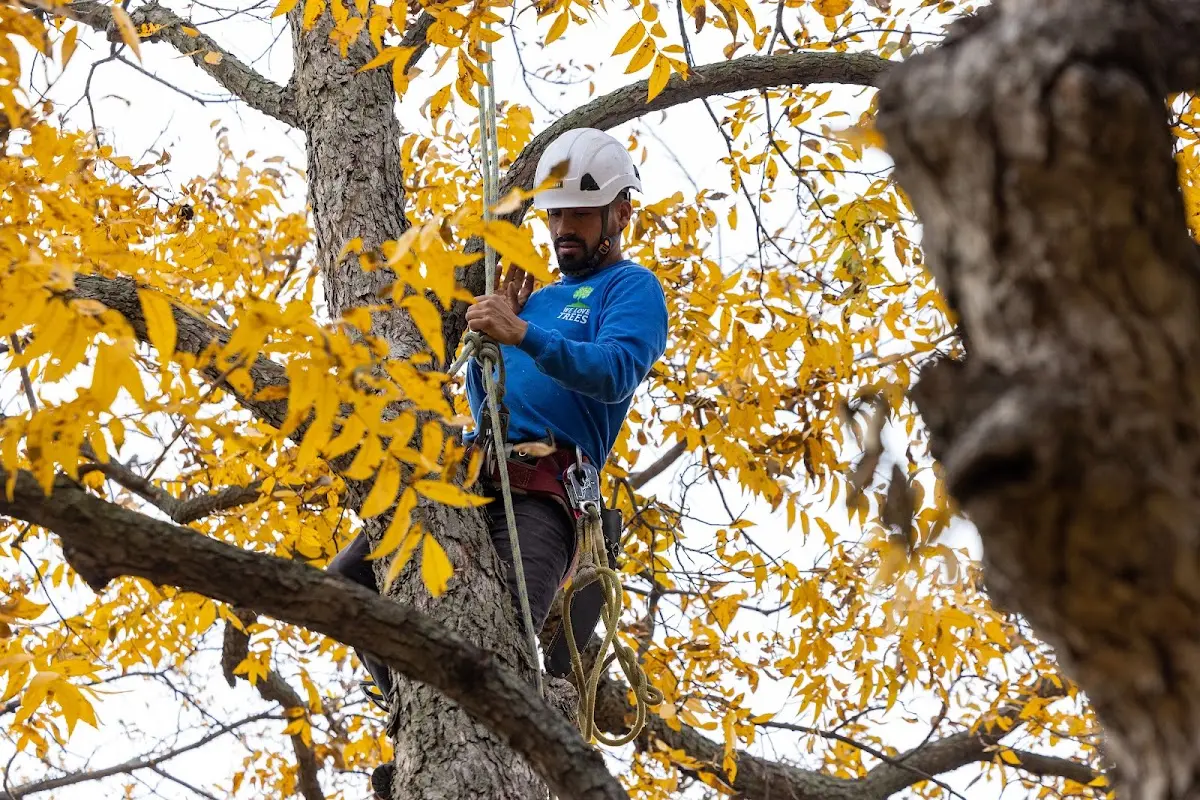 Skilled Tree Transplanting crew working in Stevensville